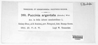Puccinia argentata image